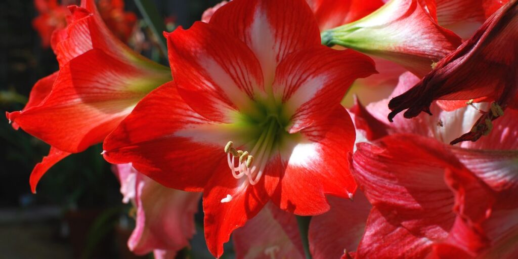 Grow These 14 Beautiful Indoor Blooms with Ease