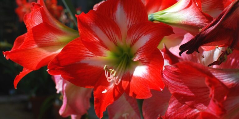 Grow These 14 Beautiful Indoor Blooms with Ease