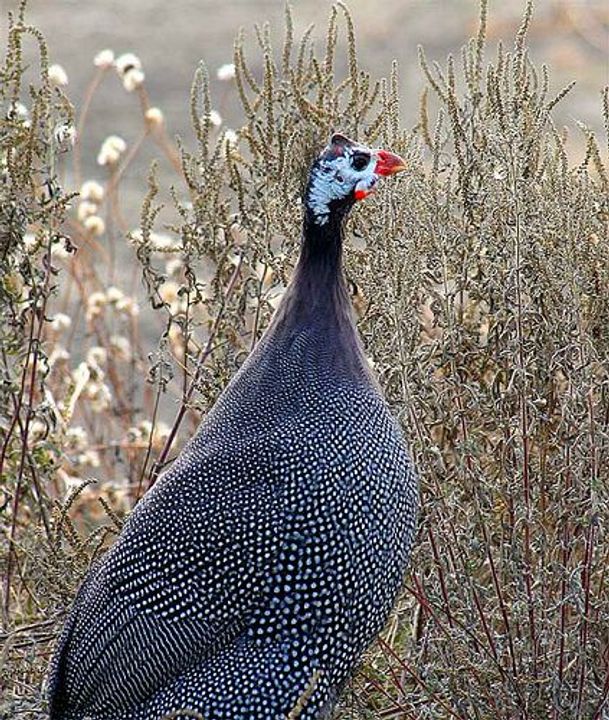 Guinea Fowl