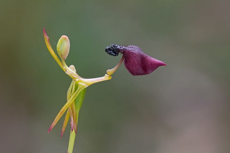 Hammer Orchid (Drakaea glyptodon)