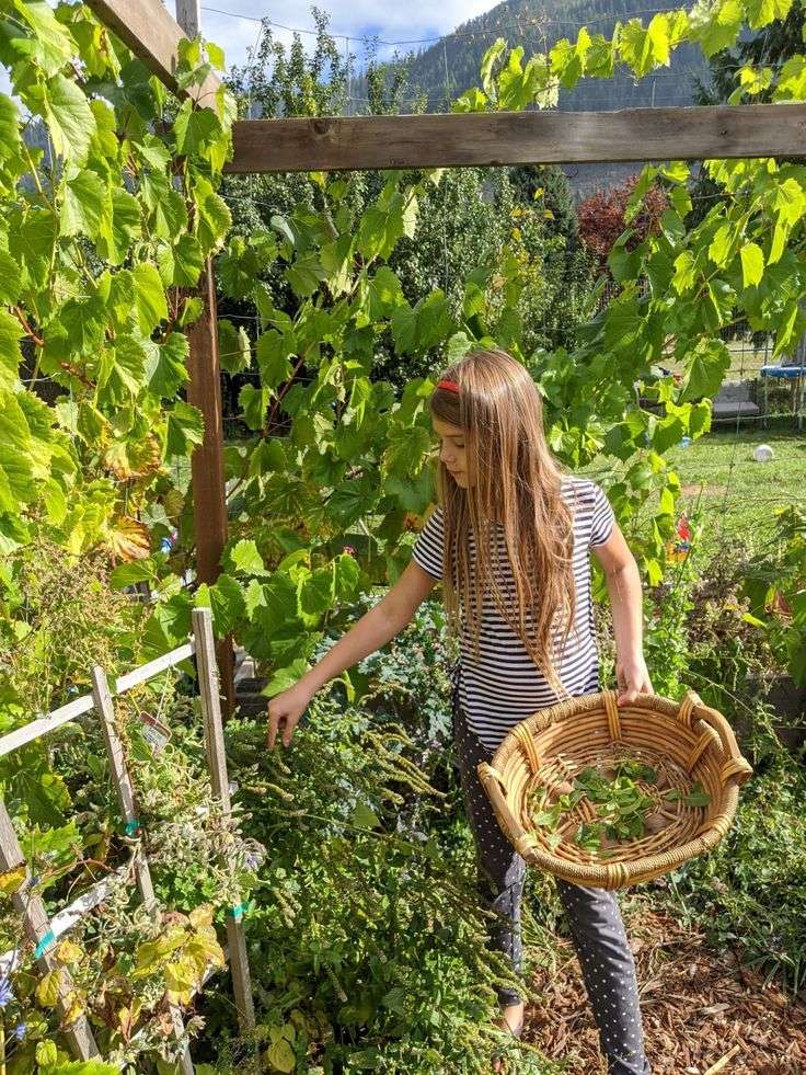 Harvesting Herbs