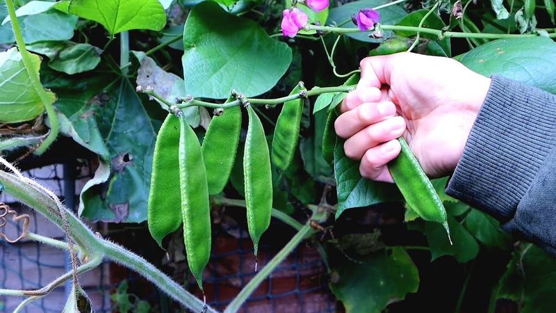 Harvesting Pods