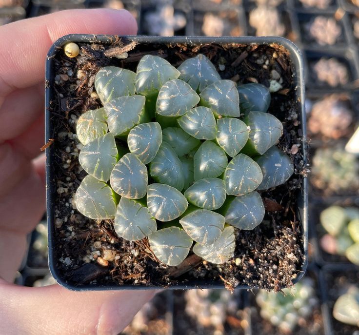 Haworthia Cooperi