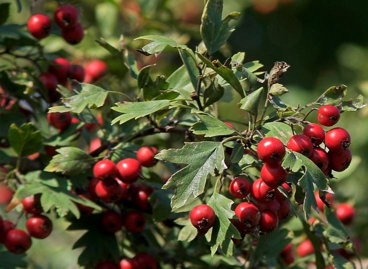 Hawthorn Berries