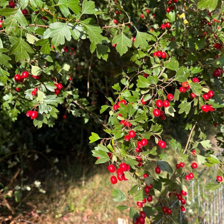 Hawthorn (Crataegus monogyna)