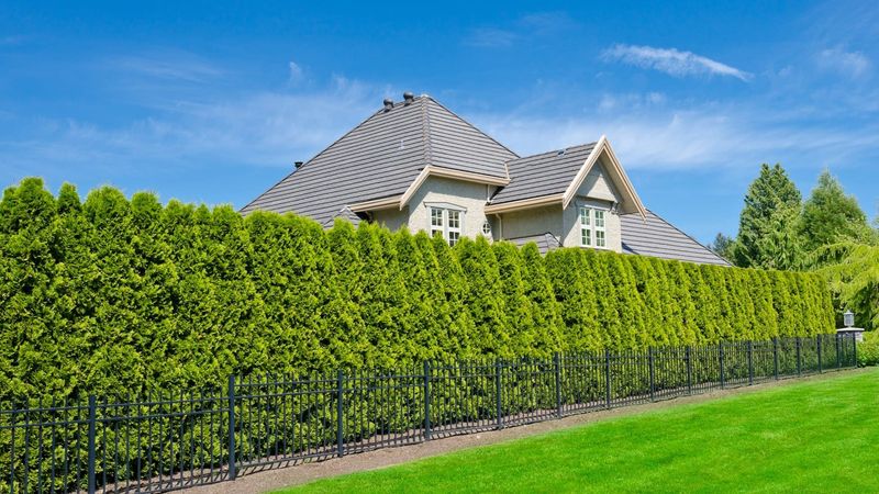 Hedge Planting