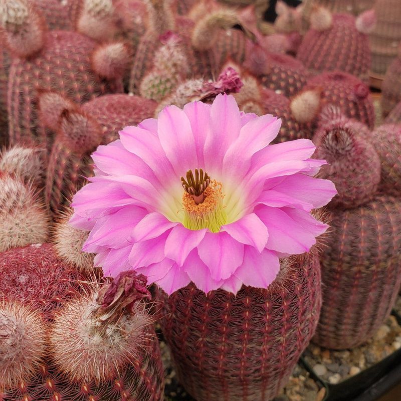 Hedgehog Cactus