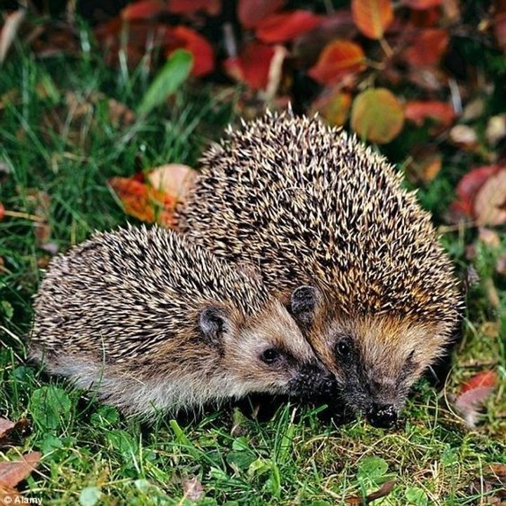 Hedgehogs