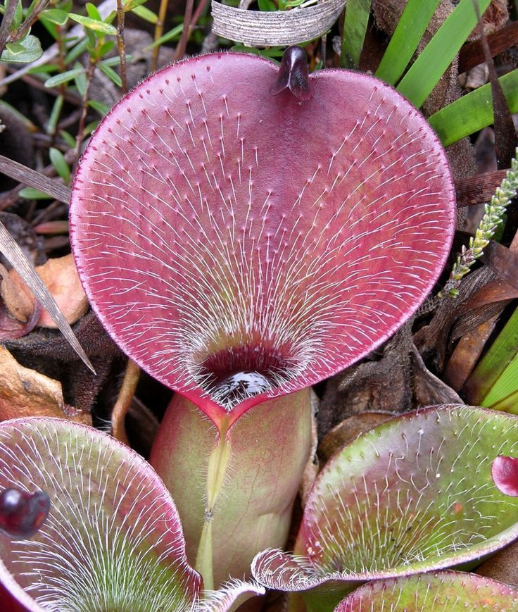 Heliamphora