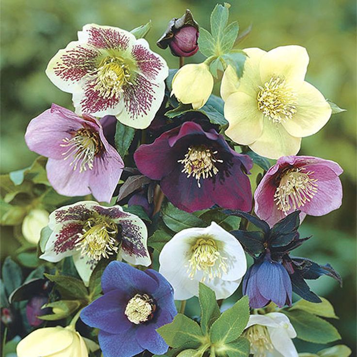 Hellebore (Lenten Rose)