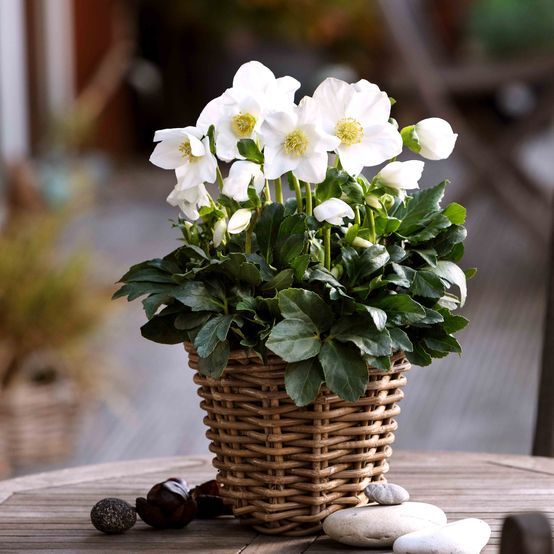 Hellebores