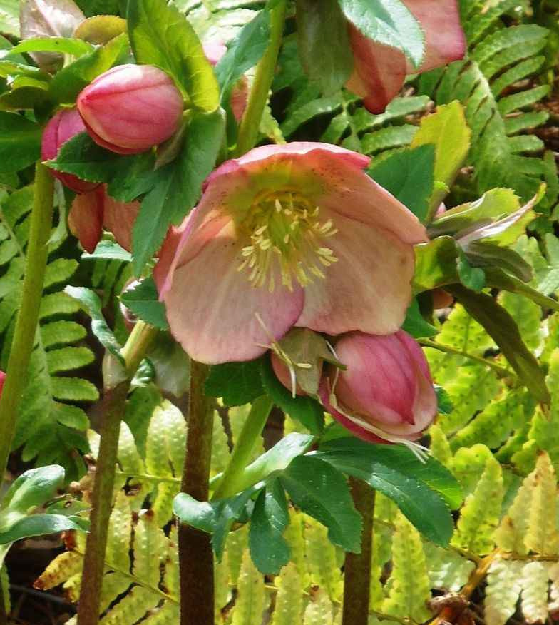 Hellebores