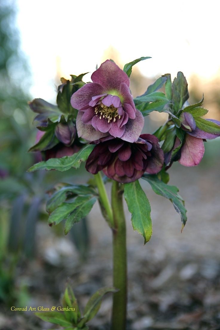 Hellebores