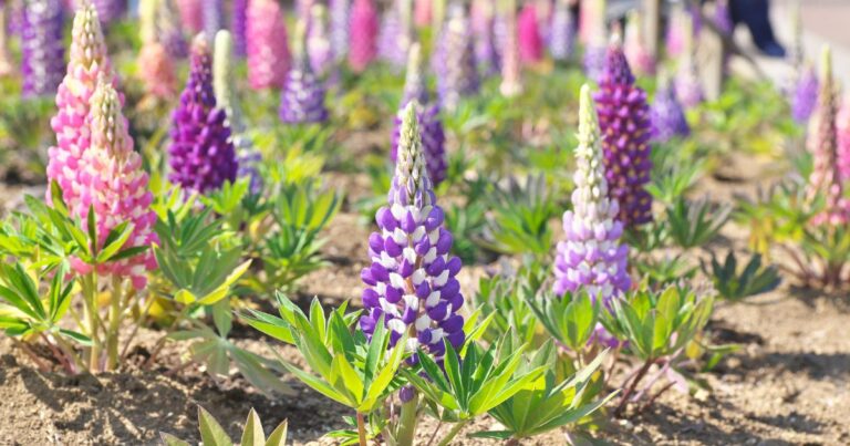 Help Birds Survive Winter with These 24 Essential Perennials