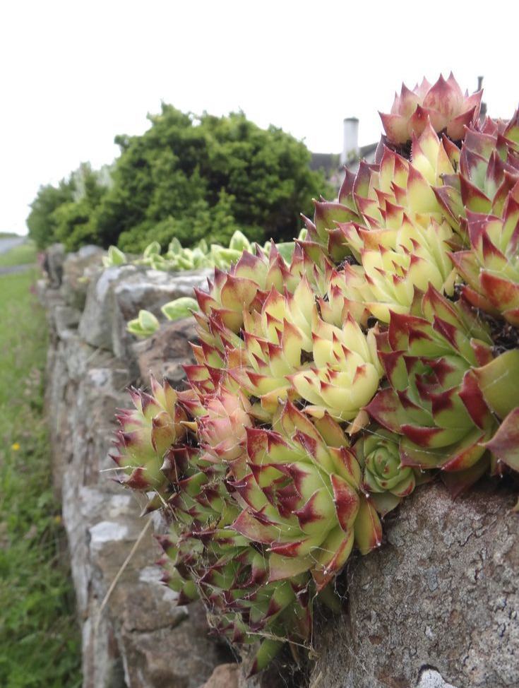 Hens and Chicks (Sempervivum)