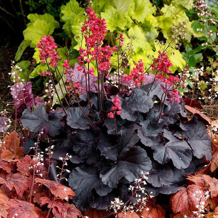 Heuchera (Coral Bells)