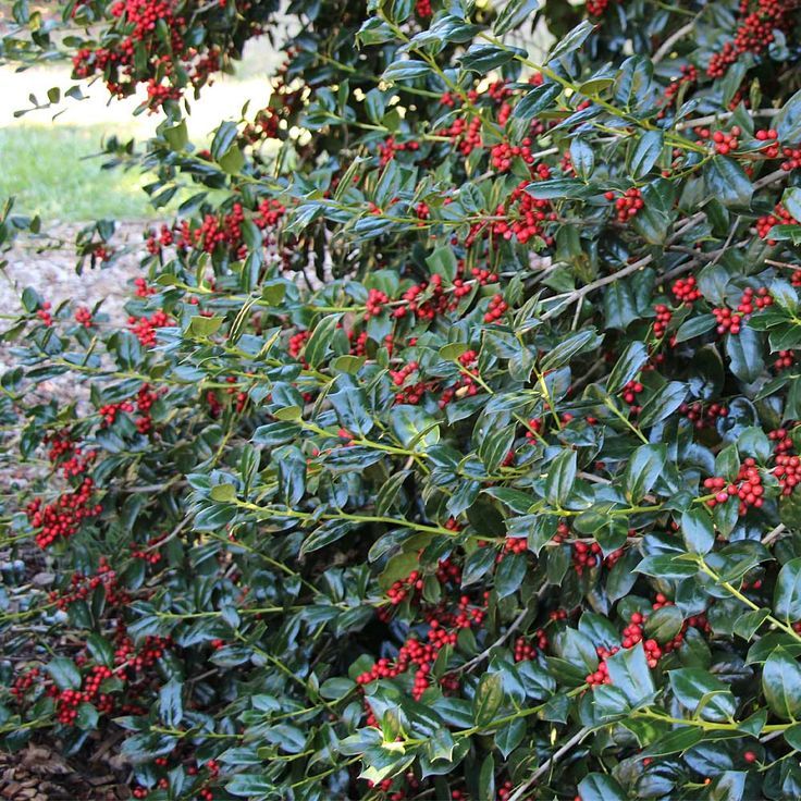 Holly (Ilex aquifolium)