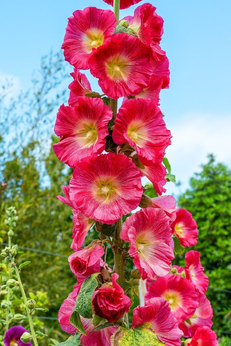 Hollyhocks