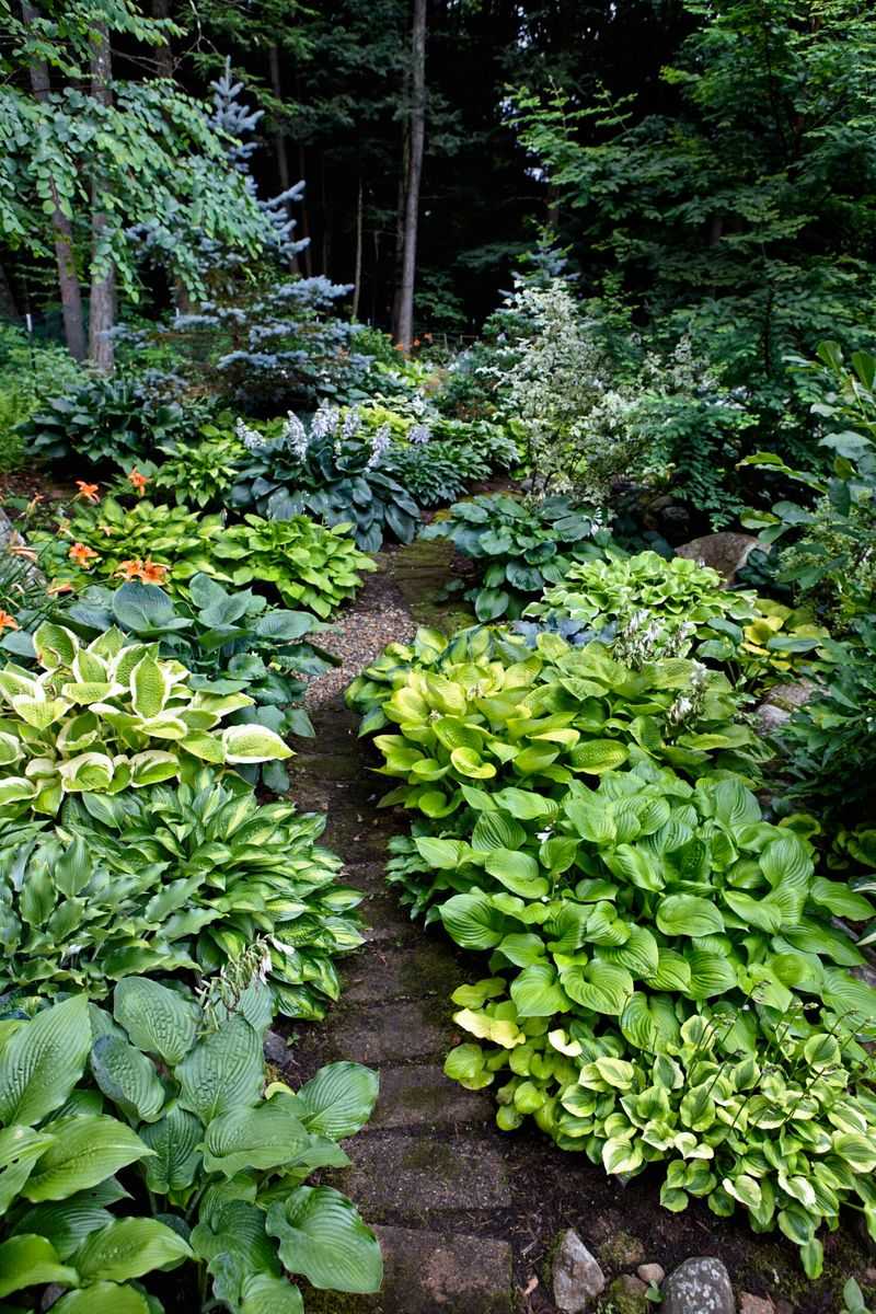 Hostas