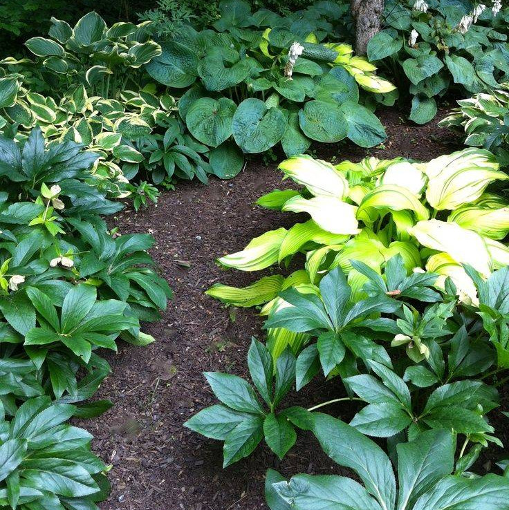 Hostas