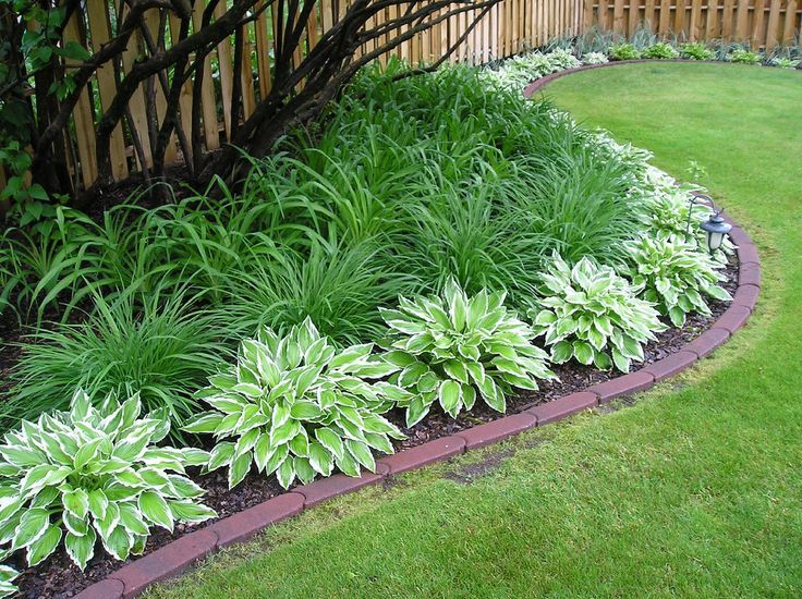 Hostas