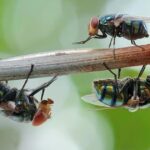 House Plant Fly Control: 7 Expert Tips