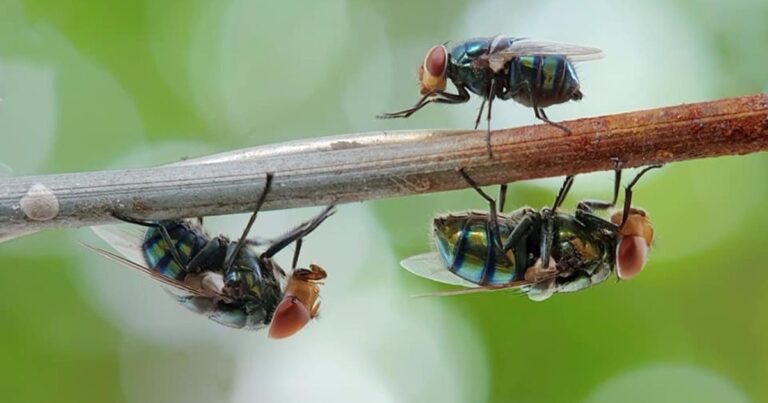 House Plant Fly Control: 7 Expert Tips
