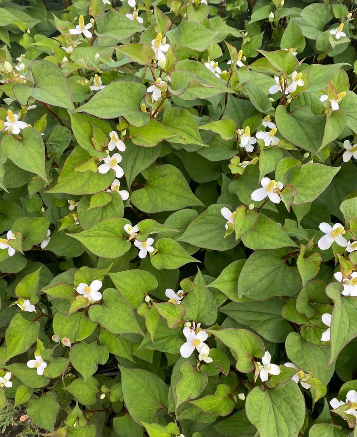 Houttuynia cordata