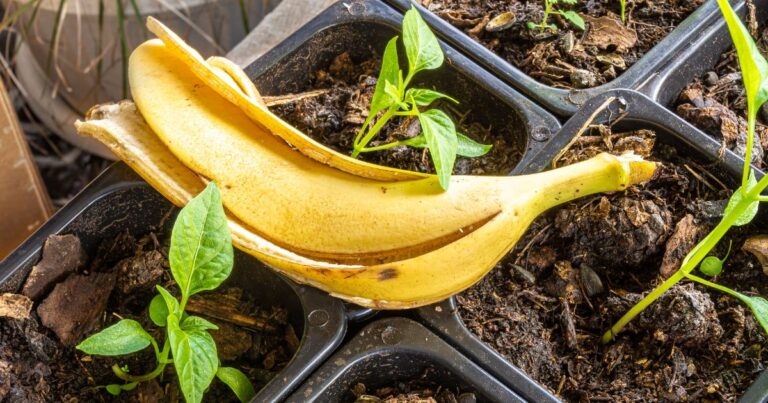How Banana Peels Could Harm Your Plants