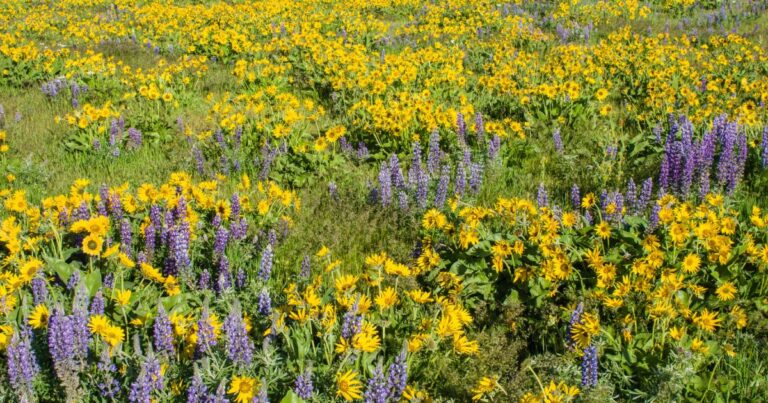 How Native Plants Boost Your Garden’s Health