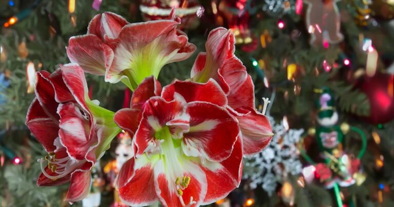 How to Achieve Festive Hippeastrum Blooms by Christmas