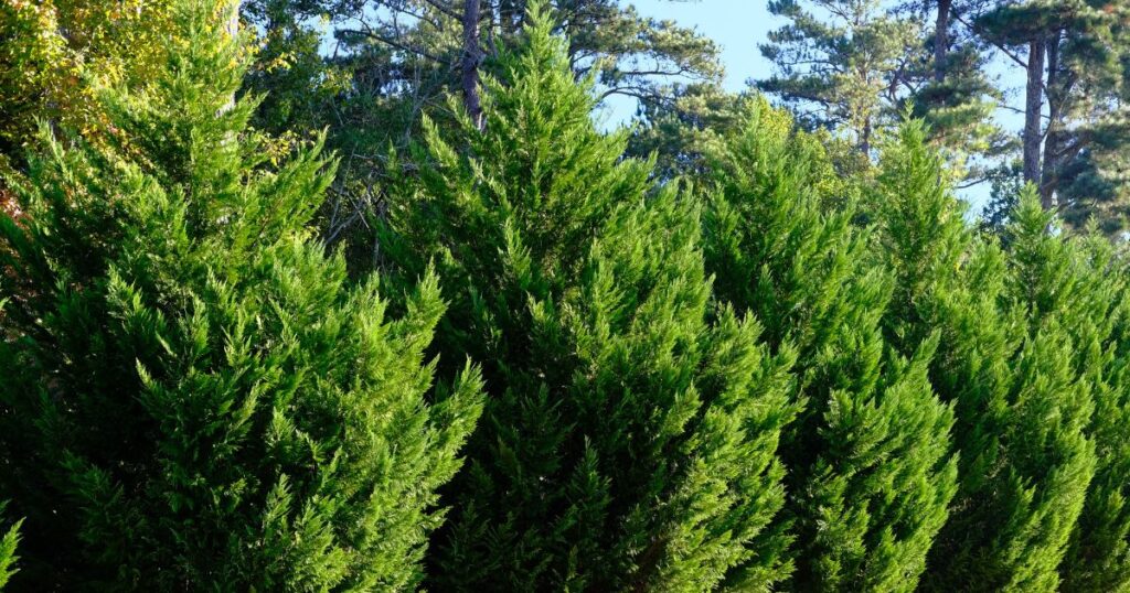 How to Choose Privacy Plants: 18 Best Picks