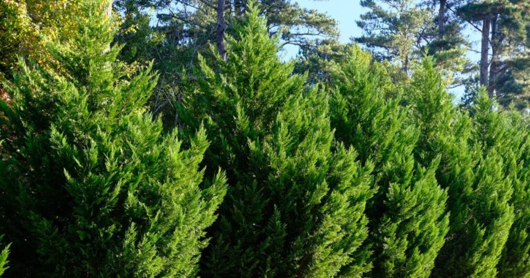 How to Choose Privacy Plants: 18 Best Picks