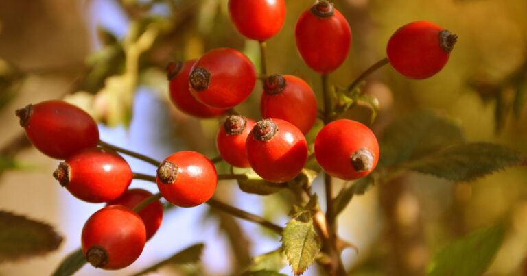 How to Collect, Dry, and Use Rose Hips