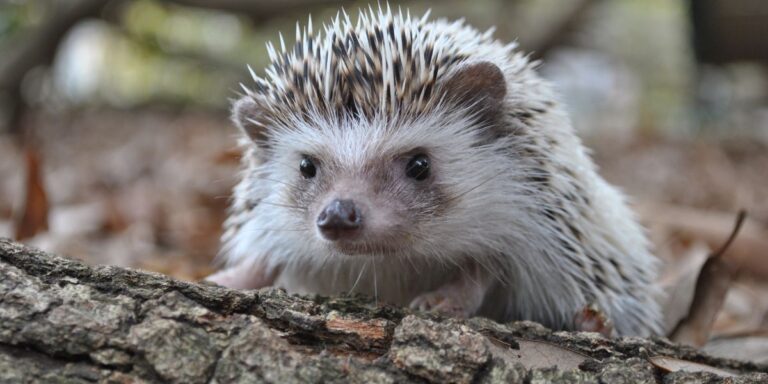 How to Craft a Safe Hedgehog Haven This Autumn
