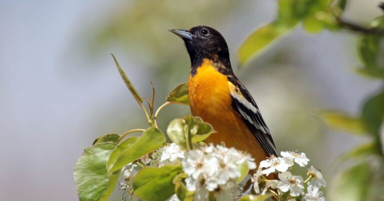 How to Create an Oriole Haven This Fall