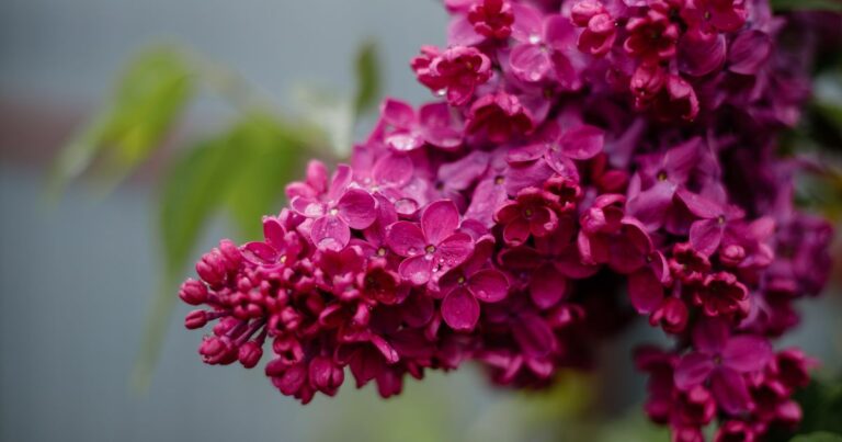 How to Ensure Your Lilacs Bloom Big Every Year