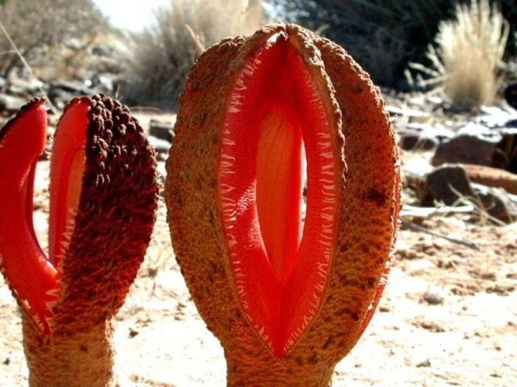 Hydnora africana