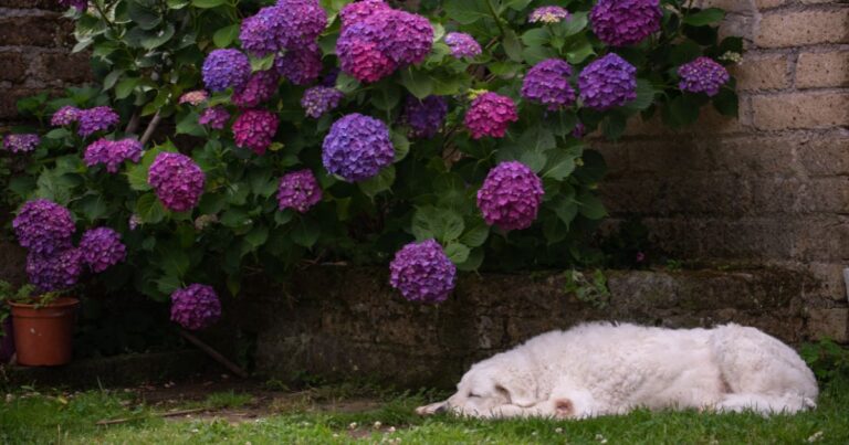 Hydrangeas and Dogs: What Every Pet Owner Should Know