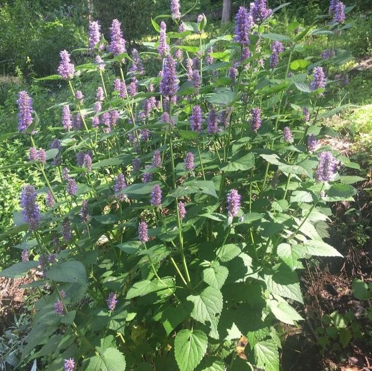 Hyssop