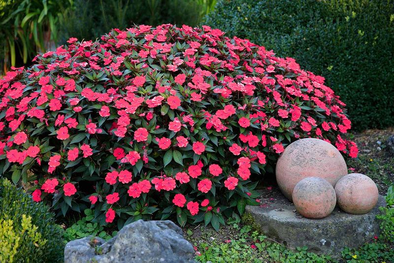 Impatiens