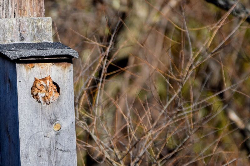 Install Nesting Boxes