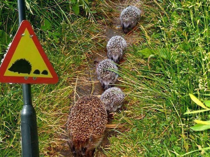 Install a Hedgehog Highway