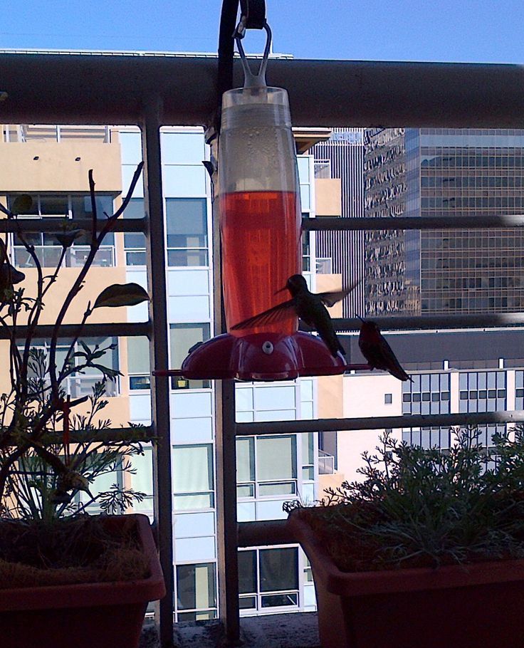 Install a Hummingbird Feeder