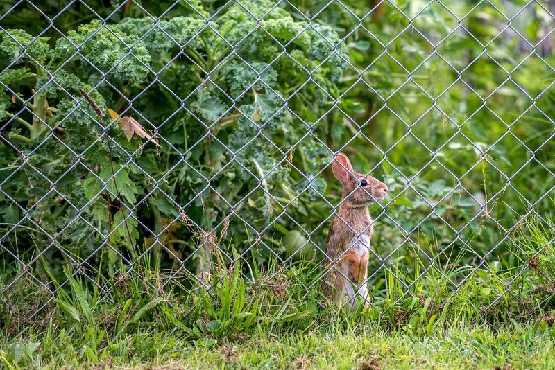 Install a Rabbit-Proof Fence