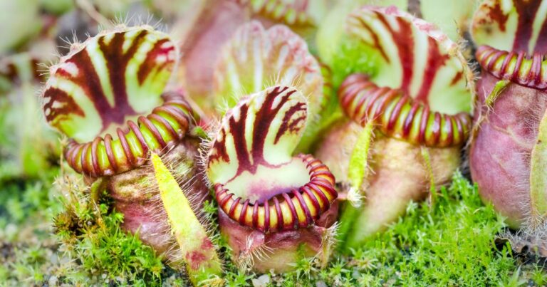 Interactive Guide: Meet 15 Plants That Bite