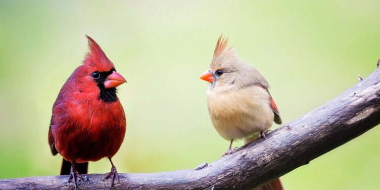 Invite Cardinals to Your Backyard This Fall and Winter with 10 Top Seeds and Feeds