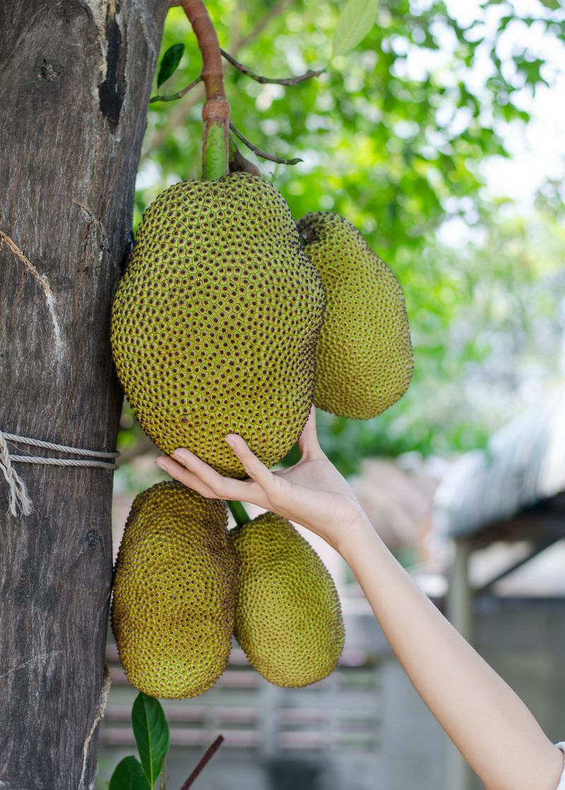 Jackfruit