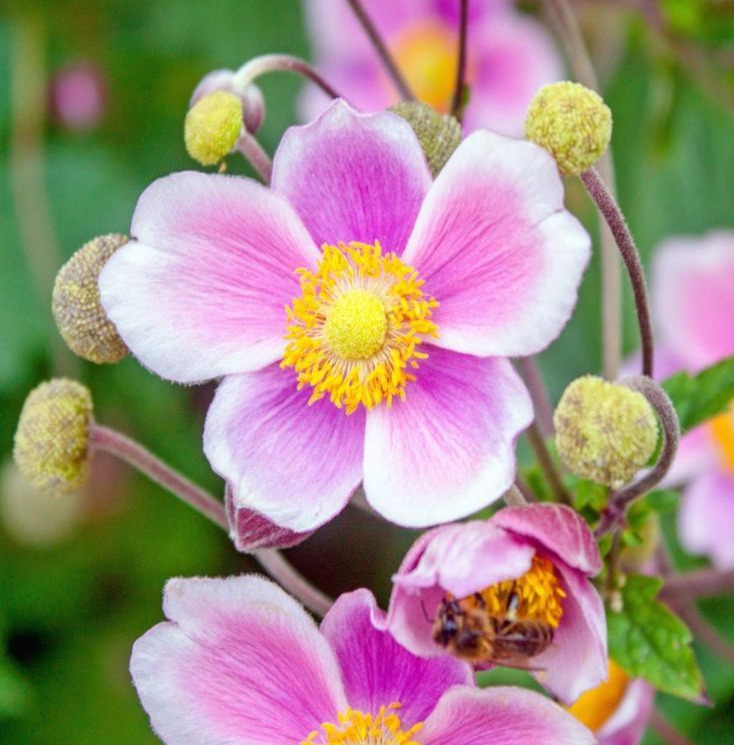 Japanese Anemone