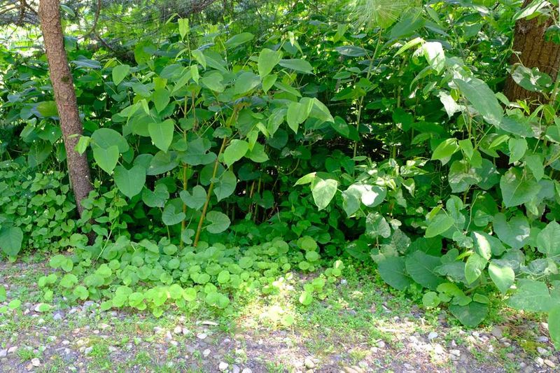 Japanese Knotweed